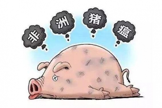 感染非瘟后存活的豬并不會長期帶毒！99天后能完全控制和消滅病毒！