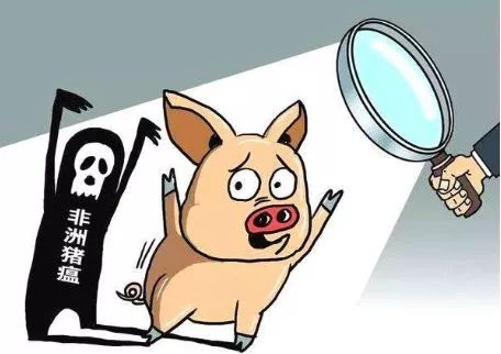 為什么非洲豬瘟在中國傳播得更快？養(yǎng)豬人到底如何應(yīng)對？