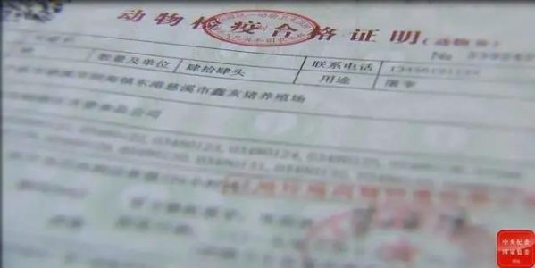 豬價高漲，賣豬水太深？實名舉報：不送錢拖著辦，錢到位違規(guī)也能辦！
