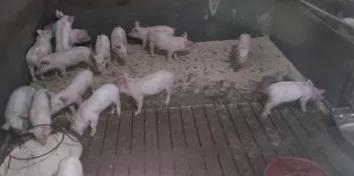 飼料禁抗之后養(yǎng)豬場(chǎng)問題，您擔(dān)心嗎？