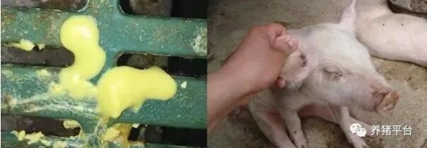 冬季產(chǎn)房仔豬腹瀉多發(fā)，快看看這幾點你做好了嗎？