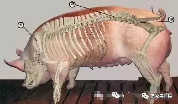 了解母豬體況評分標(biāo)準(zhǔn)，發(fā)揮母豬最佳產(chǎn)能