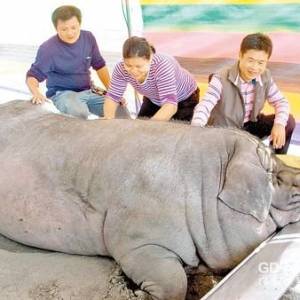 臺(tái)灣一村民重量級(jí)“謝神”買千斤豬敬獻(xiàn)（圖）