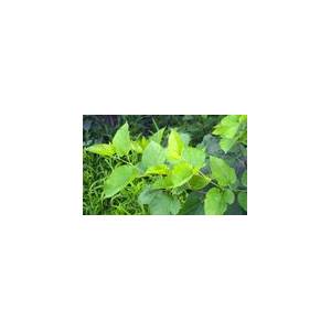 桑葉桑枝在雞飼料中的應(yīng)用效果