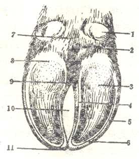 1.副蹄 2.蹄球 3.蹄底 4.軸側(cè)壁負(fù)面 5.遠(yuǎn)軸側(cè)壁負(fù)面 6.白線(xiàn) 7.系部 8.蹄踵 9.間隙后端 10.趾間隙 11.蹄尖