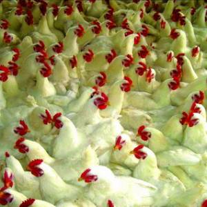 現(xiàn)代化肉雞養(yǎng)殖的生產與實踐