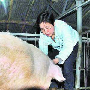 女碩士辭職回鄉(xiāng)當“豬倌” 帶鄉(xiāng)鄰走上致富路