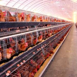 我國蛋雞養(yǎng)殖遭遇瓶頸