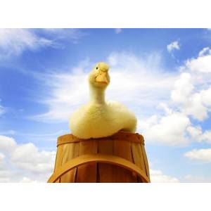 緊盯國際標(biāo)準(zhǔn) 打造世界鴨王