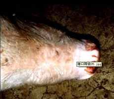 鼻拱、鼻鏡處得水泡潰瘍和結(jié)痂