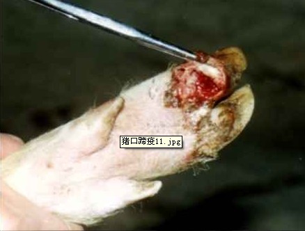 蹄叉蹄踵部潰瘍，蹄殼開始脫落