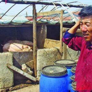 豬價(jià)連跌23周　湖南養(yǎng)豬戶現(xiàn)已普遍虧損