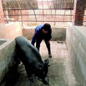 新晉商創(chuàng)業(yè)故事：從“養(yǎng)豬大嫂”到合作社領導