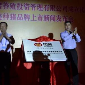 加美種豬是國內(nèi)育種的創(chuàng)新