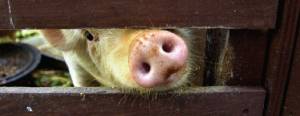 抗生素催生危險飼料 中草藥喂豬成新潮