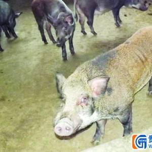 德江農(nóng)戶買不起飼料 餓暈三百野豬