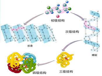 王老師答網(wǎng)友兩個(gè)問(wèn)題：關(guān)于氨基酸以及能量水平設(shè)計(jì)