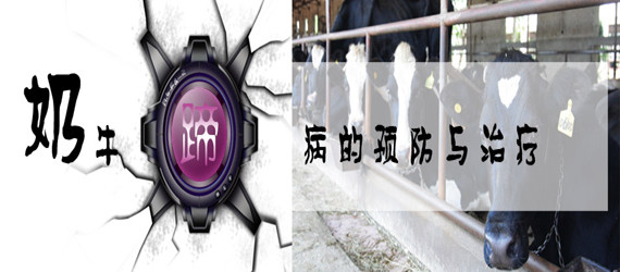 奶牛蹄病的預防與治療