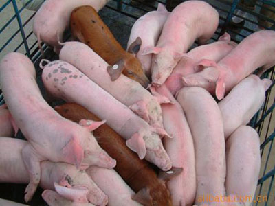 乳豬教槽料顆粒粉料優(yōu)缺點(diǎn)對照