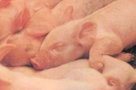 大豆酵母添加物可以在仔豬飼料中發(fā)揮很好的作用