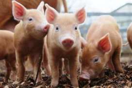 研究：斷奶仔豬的動物蛋白替代源