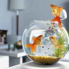 水產(chǎn)飼料配方模型與魚(yú)類(lèi)營(yíng)養(yǎng)代謝性疾病（上）