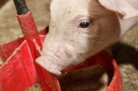 丁酸鈉添加到飼料中可降低仔豬腹瀉