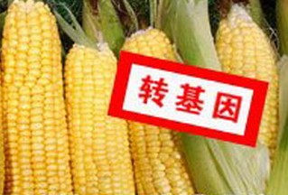 美國新型轉基因玉米獲歐盟認可 成員國可決定自行種植