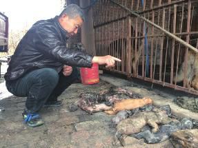 豬場(chǎng)大火燒死70頭豬  疑場(chǎng)外果園燒荒所致