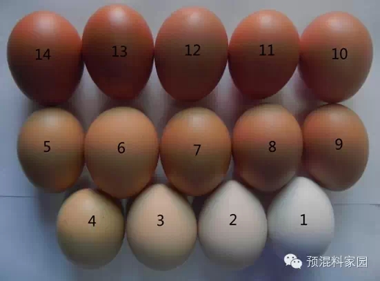 蛋殼比色板和影響雞蛋蛋殼顏色的營(yíng)養(yǎng)因素