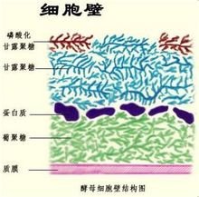 酵母細胞壁甘露聚糖和抗營養(yǎng)因子甘露聚糖的區(qū)別