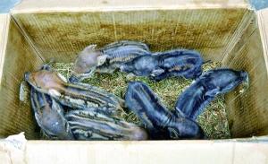 散養(yǎng)家豬私會(huì)野豬？ 4頭母豬誕下50頭小野豬