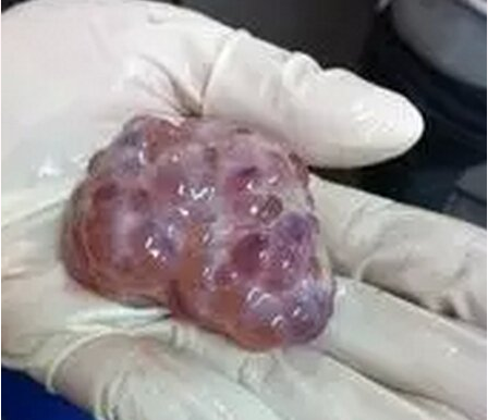 研究：卵泡發(fā)育期淀粉作為主要能量來(lái)源的日糧 可提高母豬繁殖效率