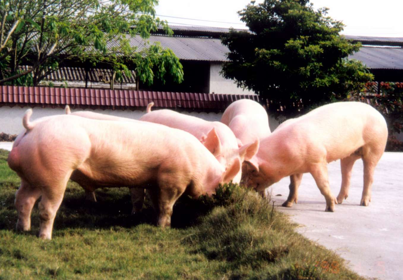 很全面的母豬飼養(yǎng)方案（內(nèi)含10個要點(diǎn)，超級實(shí)用）