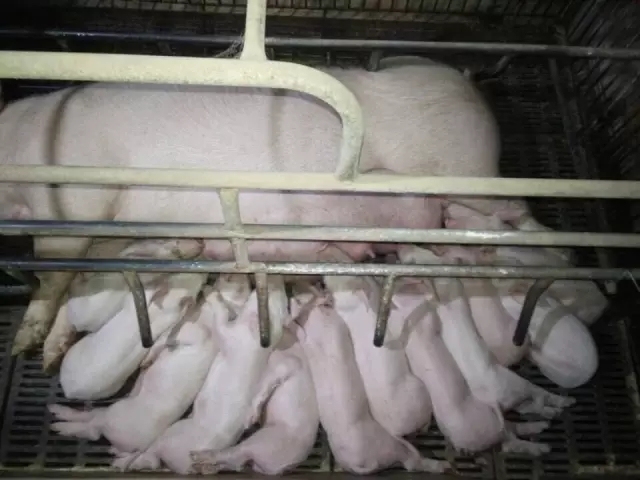 母豬產(chǎn)后無乳綜合癥影響竟然這么大，怎么治療？