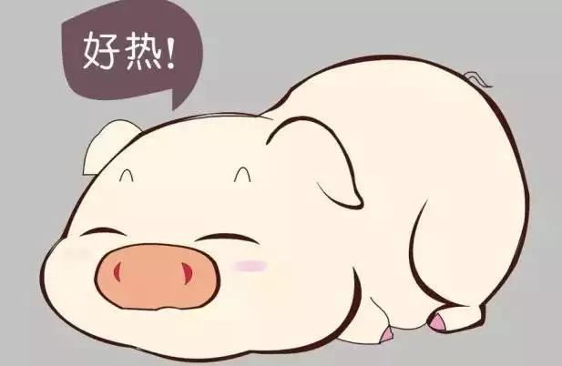 無名高熱到底是什么？干貨！養(yǎng)豬戶必看！