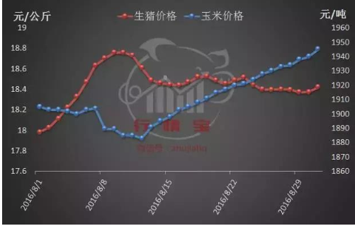 四季度豬價(jià)將出現(xiàn)階段性反彈！