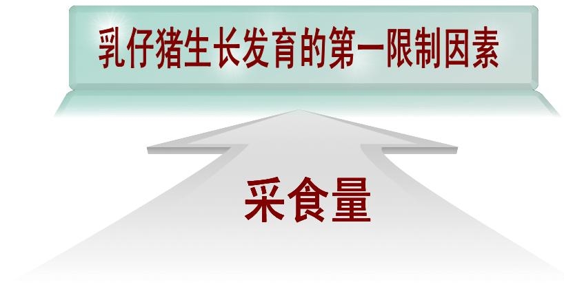【快樂豬營養(yǎng)】多策并用--提高乳仔豬采食量