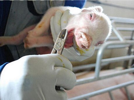 【豬】第六十一期：腸道內乳糖和礦物質濃度影響飼喂配方奶粉的新生仔豬胃腸道內微...
