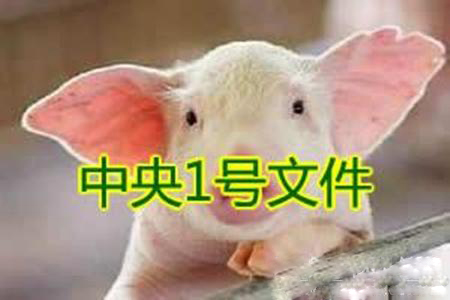 養(yǎng)豬人的“一號文件”！這些不知道可能會吃虧！