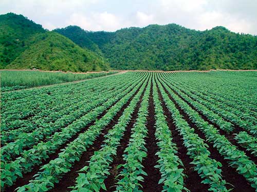 “一號文”槍響后 農(nóng)產(chǎn)品板塊投資邏輯如何把握？