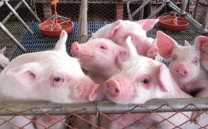 降低豬場(chǎng)飼料成本，這六方面需注意