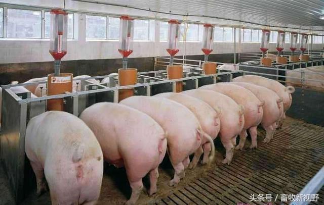 一頭豬的飼養(yǎng)面積是多少？飼養(yǎng)管理方法你知道多少