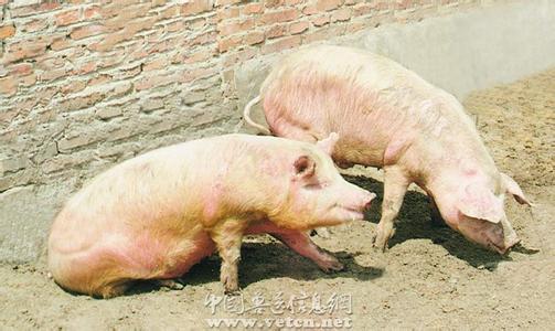 謹記“早、快、嚴、小”，面對口蹄疫不再慌