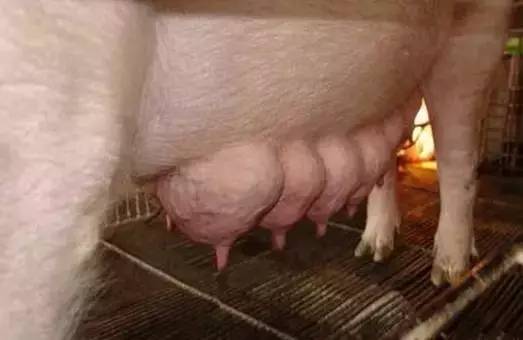 產(chǎn)房里經(jīng)常遇到哺乳母豬乳汁不足，教你一手搞定它！