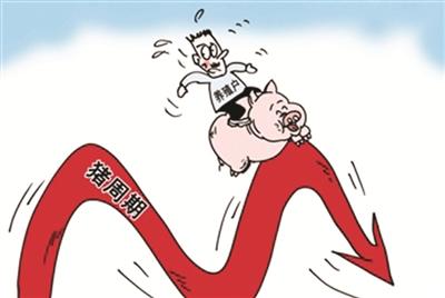豬價下跌成本壓縮，多面夾擊下養(yǎng)豬人未來的希望在哪兒？