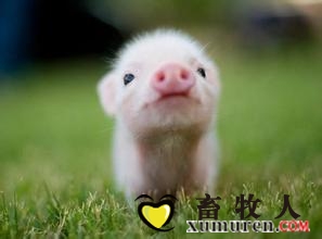 纖維來源、水平對(duì)飼養(yǎng)于不同衛(wèi)生條件下斷奶仔豬生長(zhǎng)性能、營(yíng)養(yǎng)素消化率的影響