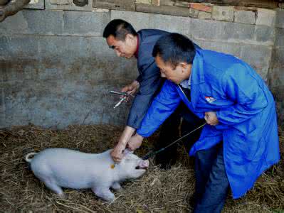 全國執(zhí)業(yè)獸醫(yī)資格考試7月7日起報(bào)名