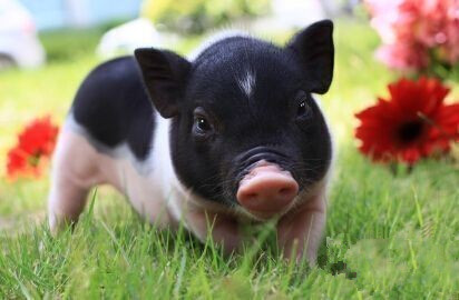 25-120kg豬飼喂低蛋白日糧情況下推薦的標(biāo)準(zhǔn)回腸可消化纈氨酸:賴氨酸