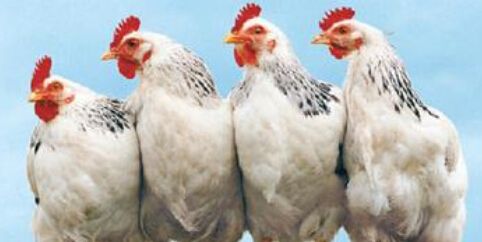 四大肉雞上市公司公布前三季度業(yè)績 益生虧1.85億、圣農(nóng)賺9千萬